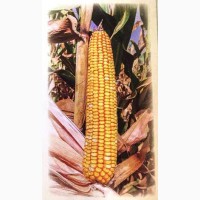 Семена кукурузы Машук 480 СВ