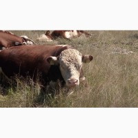 Стадо коров с телятами породы Казахская Белоголовая