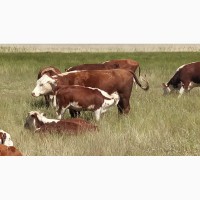 Стадо коров с телятами породы Казахская Белоголовая