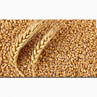 Закупаем пшеницу мягкую 3 класса с 30 клейковиной