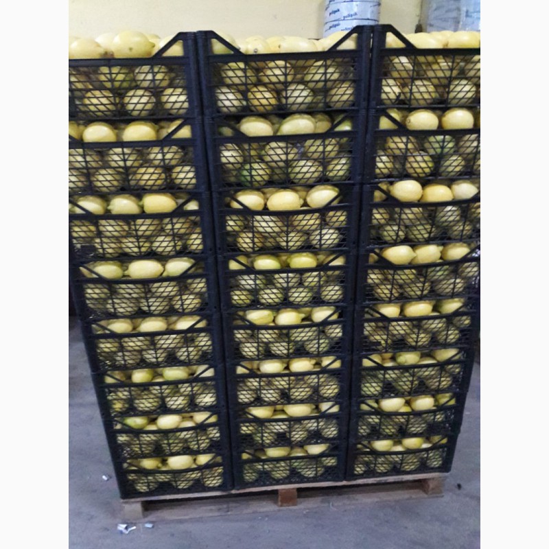 Фото 4. Продаём лимоны оптом из Турции