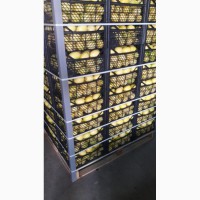 Продаём лимоны оптом из Турции
