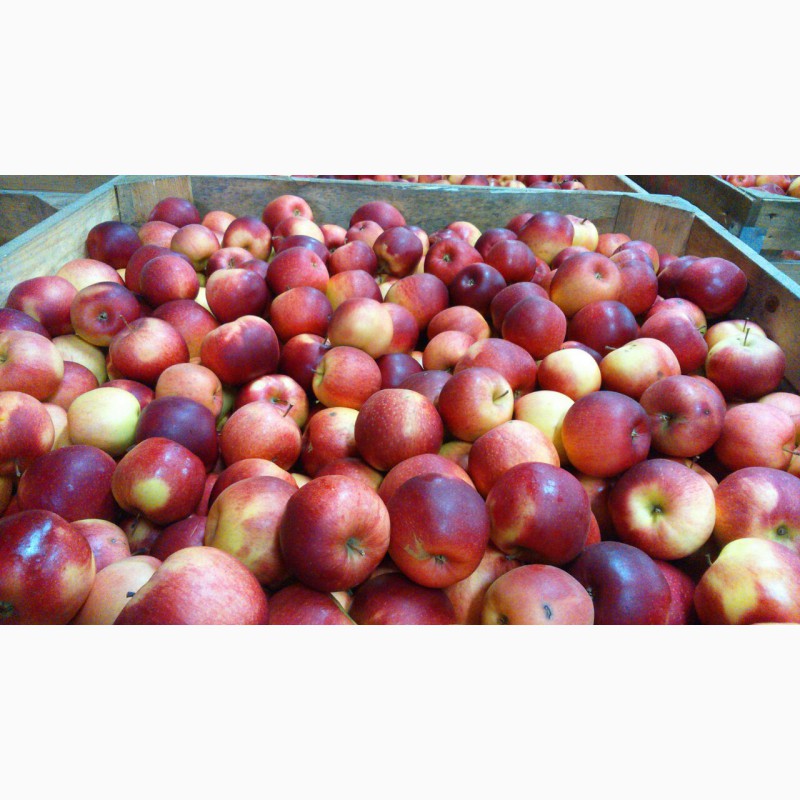 Фото 2. Яблоки красных сортов