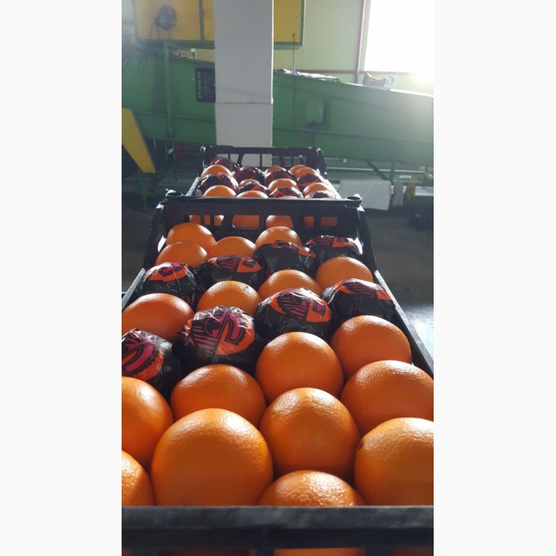 Фото 2. Продаём апельсины оптом из Турции