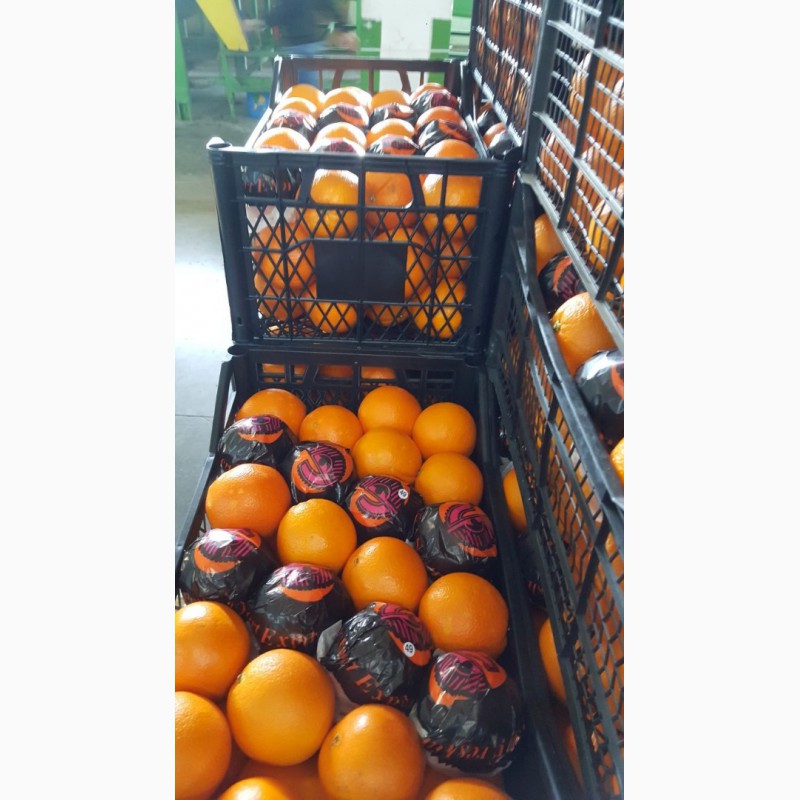 Фото 3. Продаём апельсины оптом из Турции