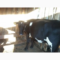 Продается 2 коровы с двумя подсосными телятами две телки 2летки