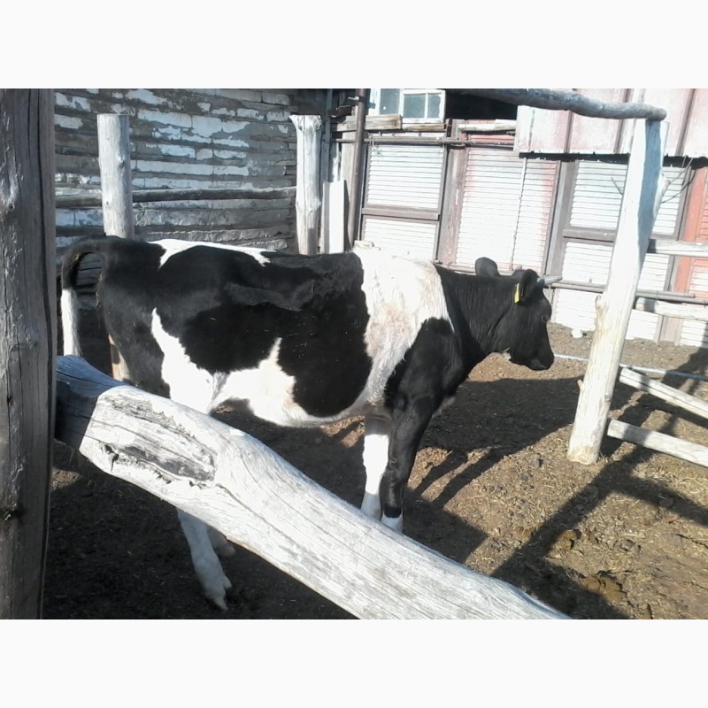 Продается 2 коровы с двумя подсосными телятами две телки 2летки — Agro .