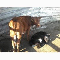 Продается 2 коровы с двумя подсосными телятами две телки 2летки