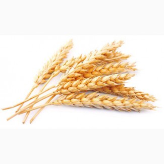 Продам пшеницу мягких сортов