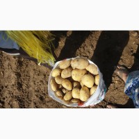 Продаем овощи и картошки
