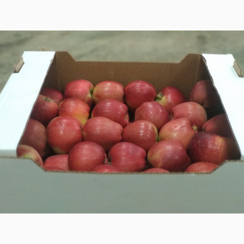 Фото 2. Продаем яблоки сортов ред делишес и голден делишес