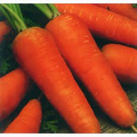 Семена сортовой моркови Курода Новая
