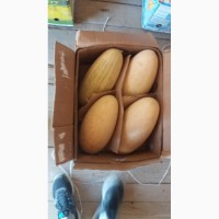Продаем арбузы и дыни