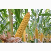 Семена кукурузы Канадский трансгенный гибрид COBURG Bt 236