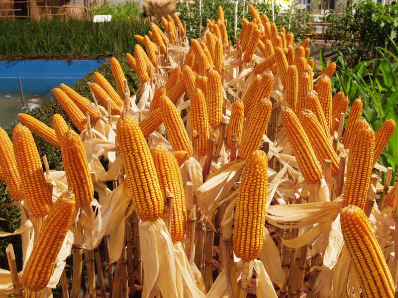 Фото 4. Семена кукурузы Канадский трансгенный гибрид COBURG Bt 236