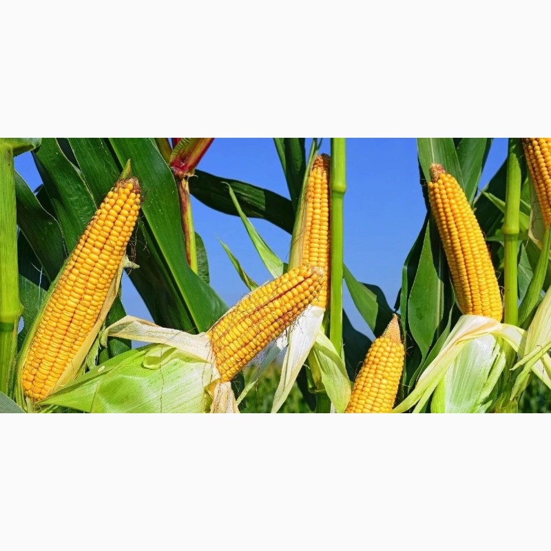 Фото 5. Семена кукурузы Канадский трансгенный гибрид COBURG Bt 236