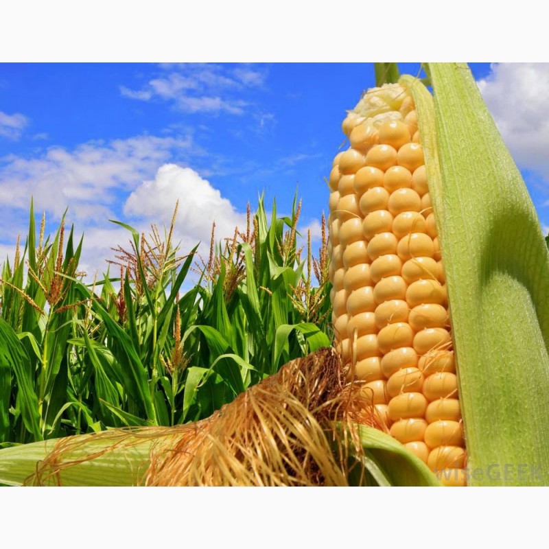 Фото 7. Семена кукурузы Канадский трансгенный гибрид COBURG Bt 236