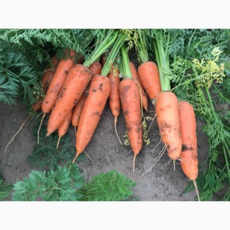 Продам морковь сортов Абако, гибрид
