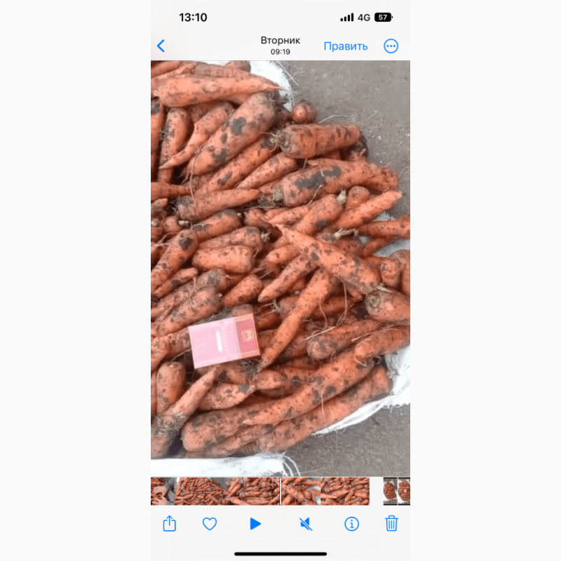 Фото 2. Продаём морковь оптом