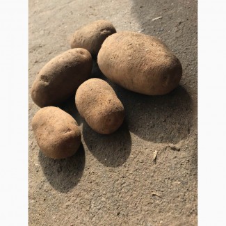 Реализуем продовольственный картофель в Беларуси