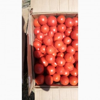 Продам помидоров
