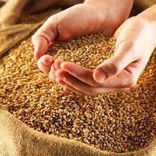 Фото 2. Семена пшеницы Канадский трансгенный сорт Элита двухручка