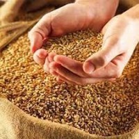 Семена пшеницы Канадский трансгенный сорт Элита двухручка
