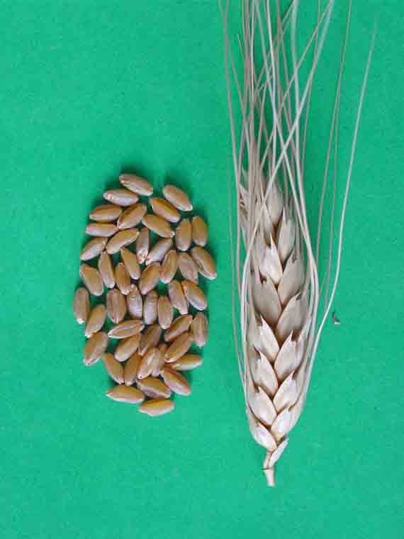 Фото 3. Семена пшеницы Канадский трансгенный сорт Элита двухручка