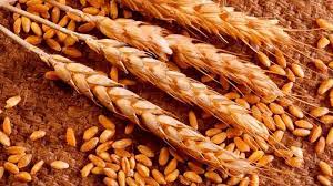 Фото 4. Семена пшеницы Канадский трансгенный сорт Элита двухручка