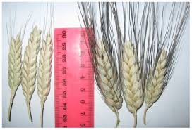 Фото 6. Семена пшеницы Канадский трансгенный сорт Элита двухручка