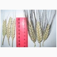 Семена пшеницы Канадский трансгенный сорт Элита двухручка