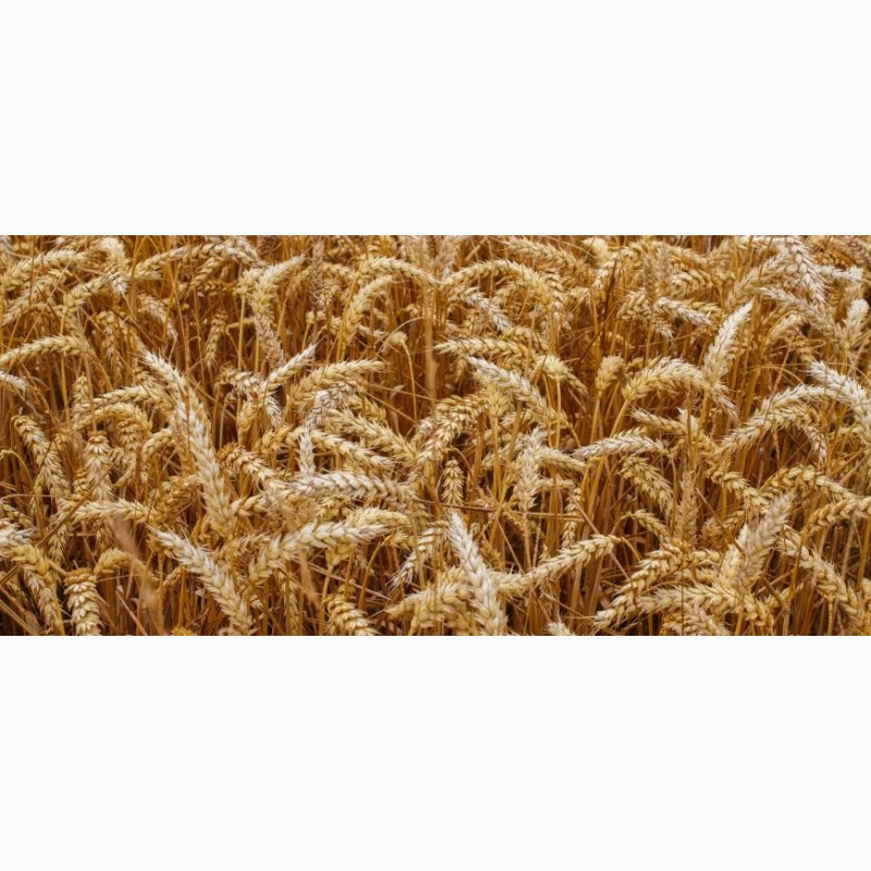 Фото 7. Семена пшеницы Канадский трансгенный сорт Элита двухручка