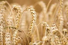 Фото 8. Семена пшеницы Канадский трансгенный сорт Элита двухручка