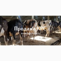 Продажа оптом по России Молочные нетели КРС, Продажа племенных нетелей