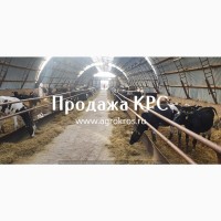 Продажа оптом по России Молочные нетели КРС, Продажа племенных нетелей