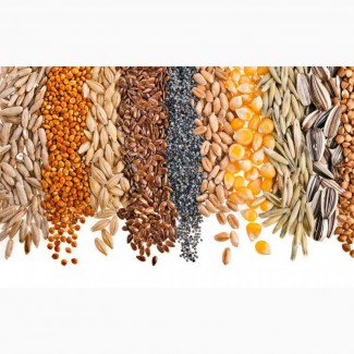 Зерно пшеница соя ячмень семена подсолнечника семечки