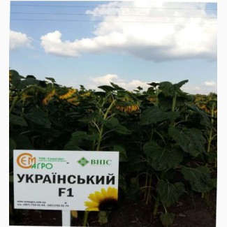 Семена гибрида подсолнечника – Украинский F1