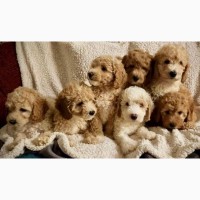 Stunning Small Miniature Goldendoodle Puppies +1(559) 745-5646