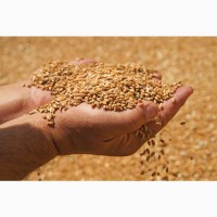 Закупаем пшеницу, лён и другие зерновые культуры