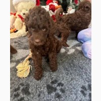 Double Doodle health tested puppies Ready NOW +1(559) 745-5646