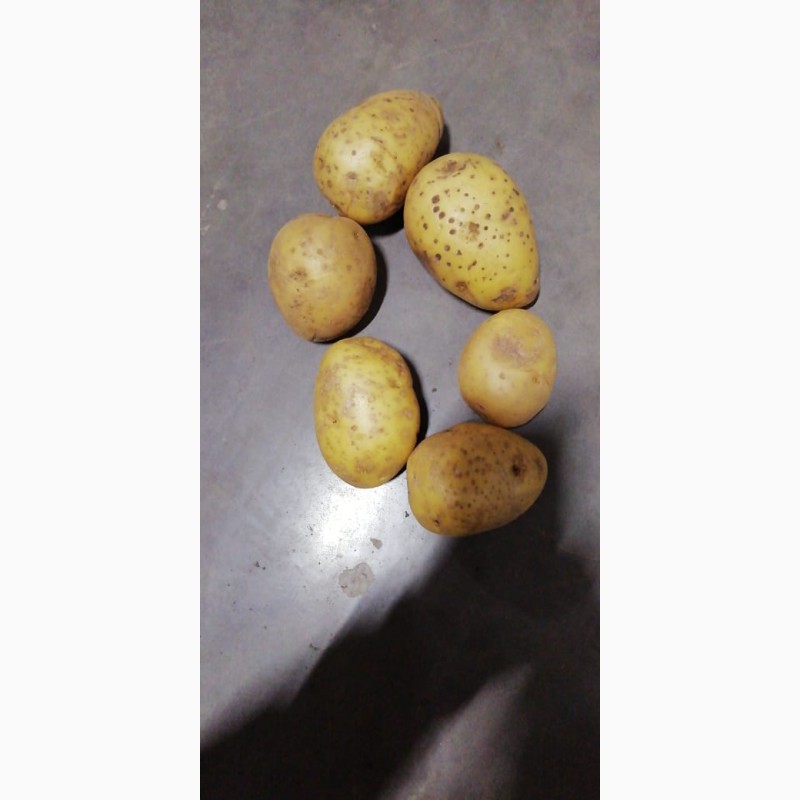 Фото 3. Продам картофель