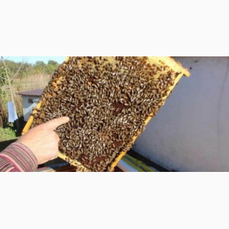 Пчелопакеты карпатка с доставкой Казахстан