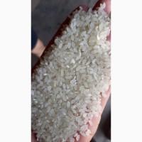 Рис круглозерный