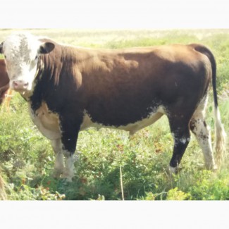 Продам породистого быка Казахская белоголовая