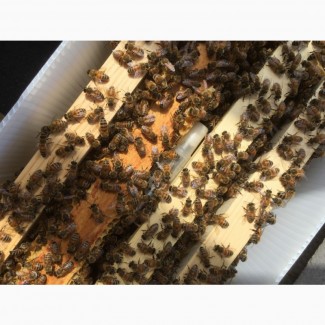 Бджолопакети карпатка рамка дадан доставка