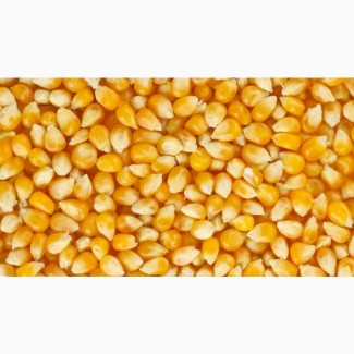 Кукуруза (Corn)