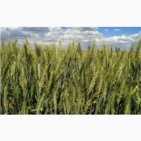 Озимая пшеница Виктория Одесская