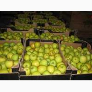 Яблоки Золотое превосходное урожай 2022 года