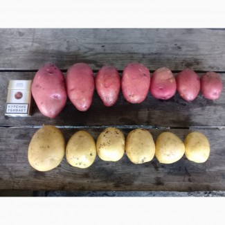 Картофель и др. овощи от прозводителя