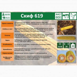 Семена кукурузы СКИФ- 619